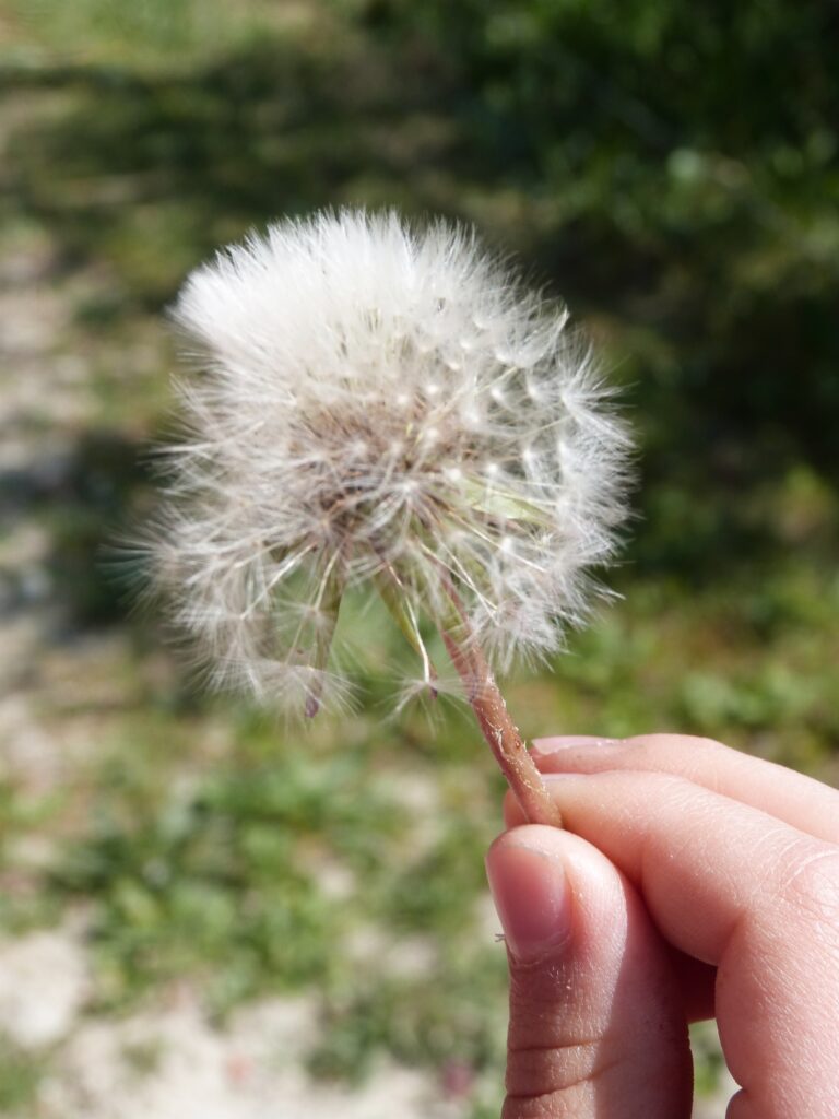 Le vent souffle où il veut, et le partage des schémas de célébrations pour l'année A pourra aider telle ou telle communauté à vivre une belle célébration