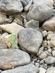 Un petit germe pousse, même au milieu des cailloux... Dans l'évangile de ce 27° dimanche du temps ordinaire de l'année C, Jésus nous dit qu'avec un tout petit peu de foi, Dieu peut faire de grandes choses en nous !