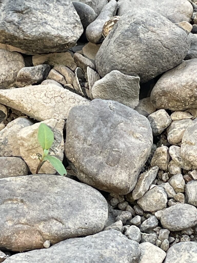 Un petit germe pousse, même au milieu des cailloux... Dans l'évangile de ce 27° dimanche du temps ordinaire de l'année C, Jésus nous dit qu'avec un tout petit peu de foi, Dieu peut faire de grandes choses en nous !