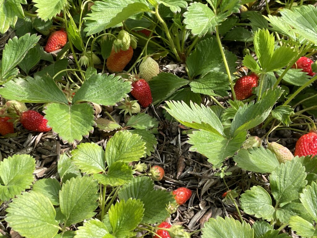 De beaux et bons fruits qui mûrissent lentement au soleil des temps de réflexions et de prière