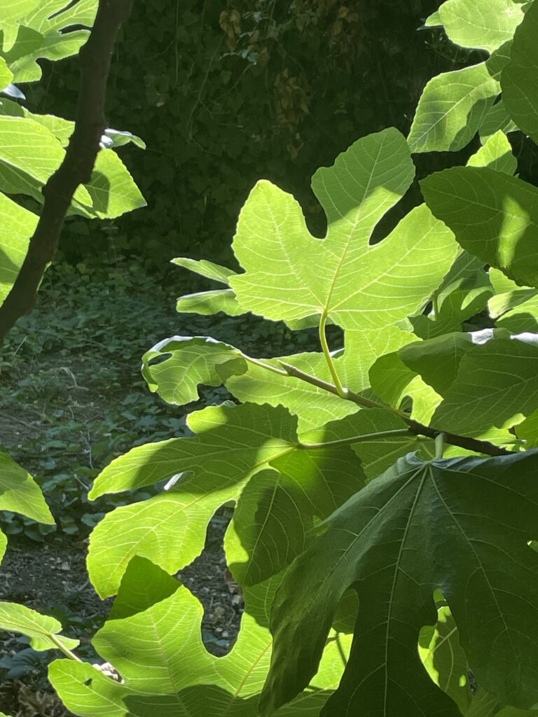 Comme en écho à la dernière interrogation de l'évangile, quelques feuilles de figuier pour rappeler Lc 13,7.