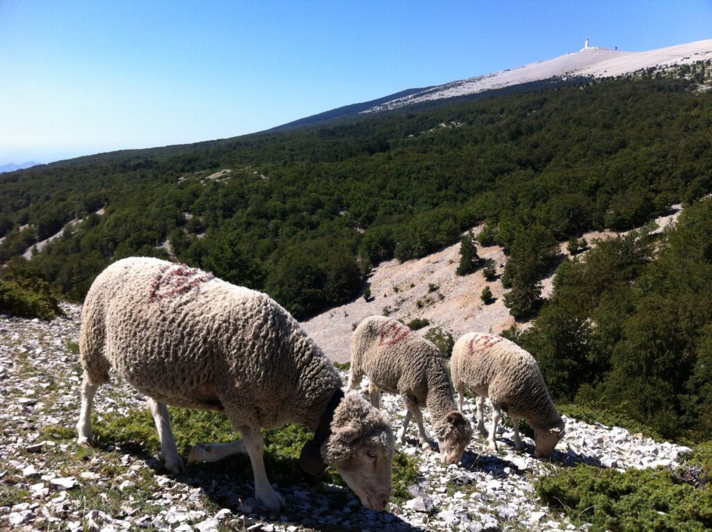 Le loup habitera avec l'agneau !