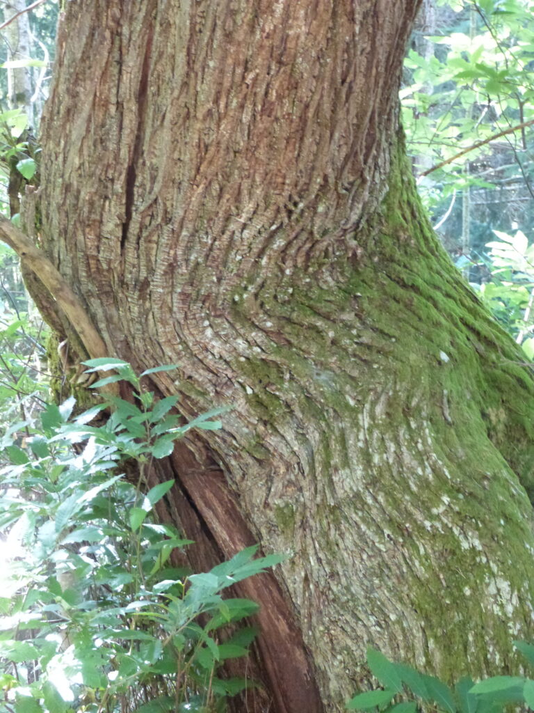 Proposition d'un visuel évolutif pour le temps du carême (année A): de l'arbre mort à l'arbre de vie, image de la croix à la résurrection !