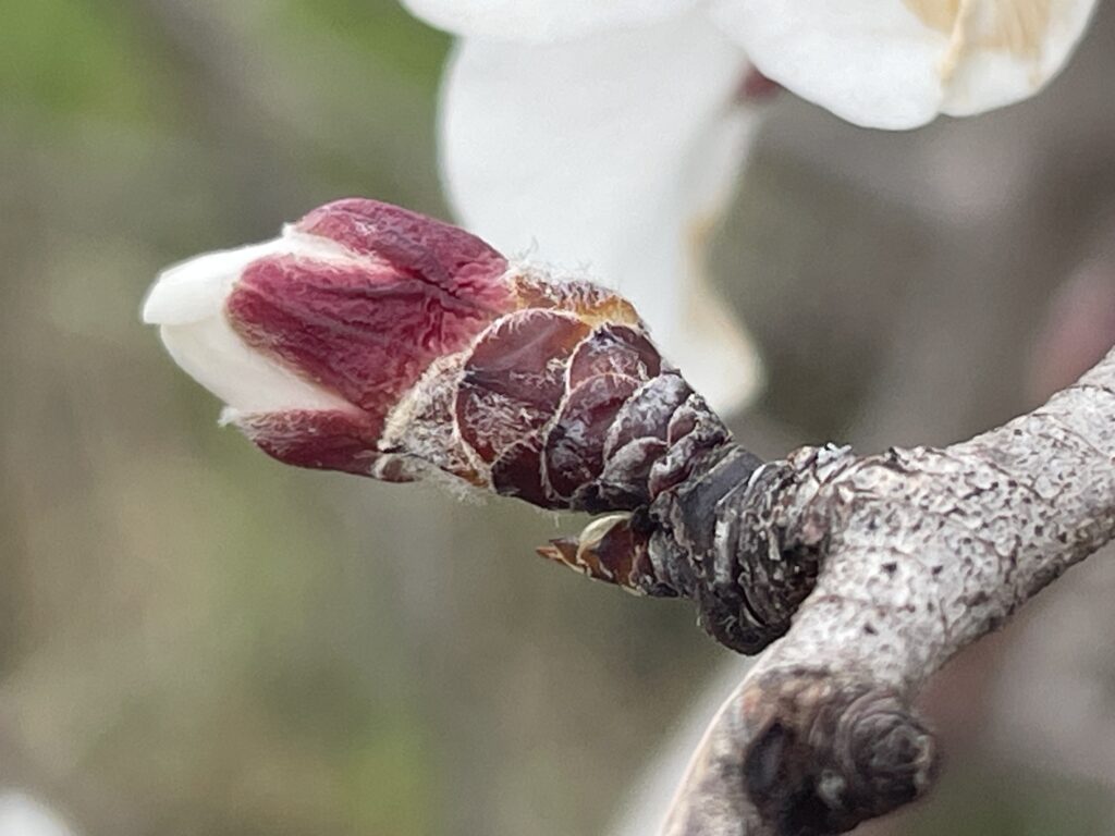 Comme un bourgeon prêt à fleurir, le christianisme dans notre société.. Quelles sont les conditions de sa pertinence aujourd'hui ?