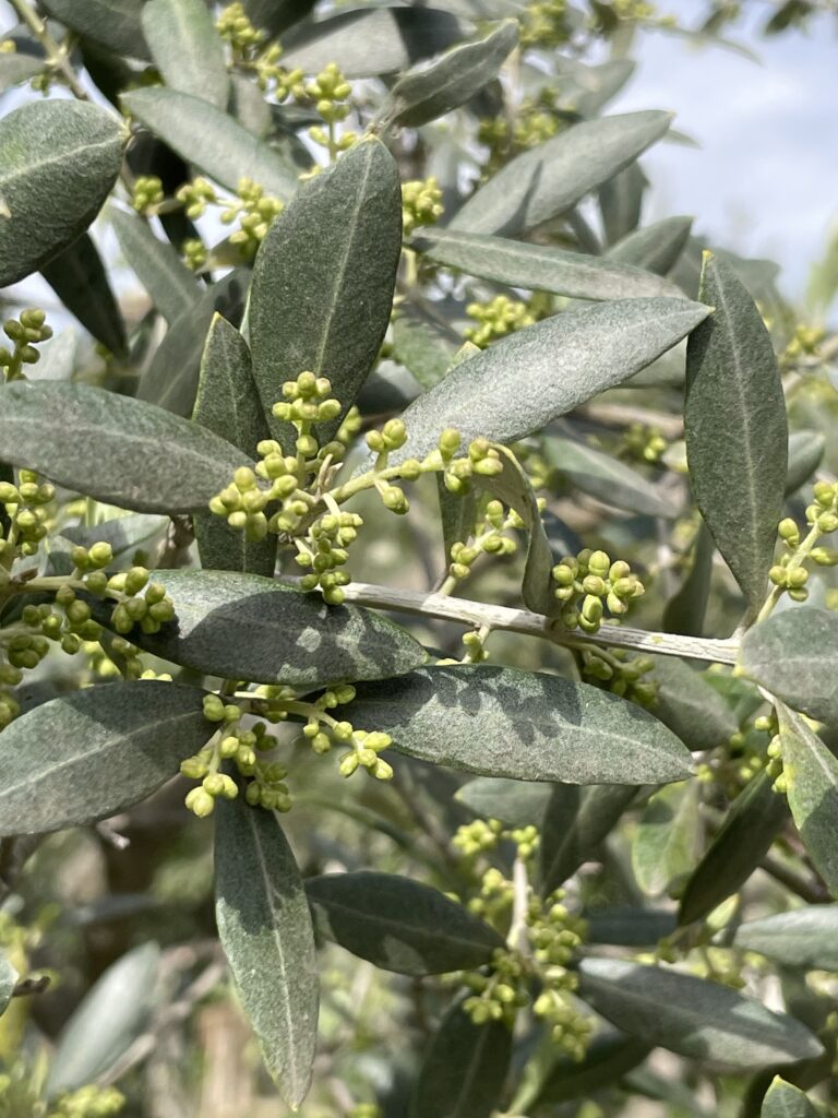 Rameaux d'olivier où déjà les fleurs vont donner des fruits dont on tirera l'huile. Symbole des foules qui ont acclamé Jésus lors des Rameaux... Jésus,, Dieu désarmé avant d'être Deus Sabaoth
