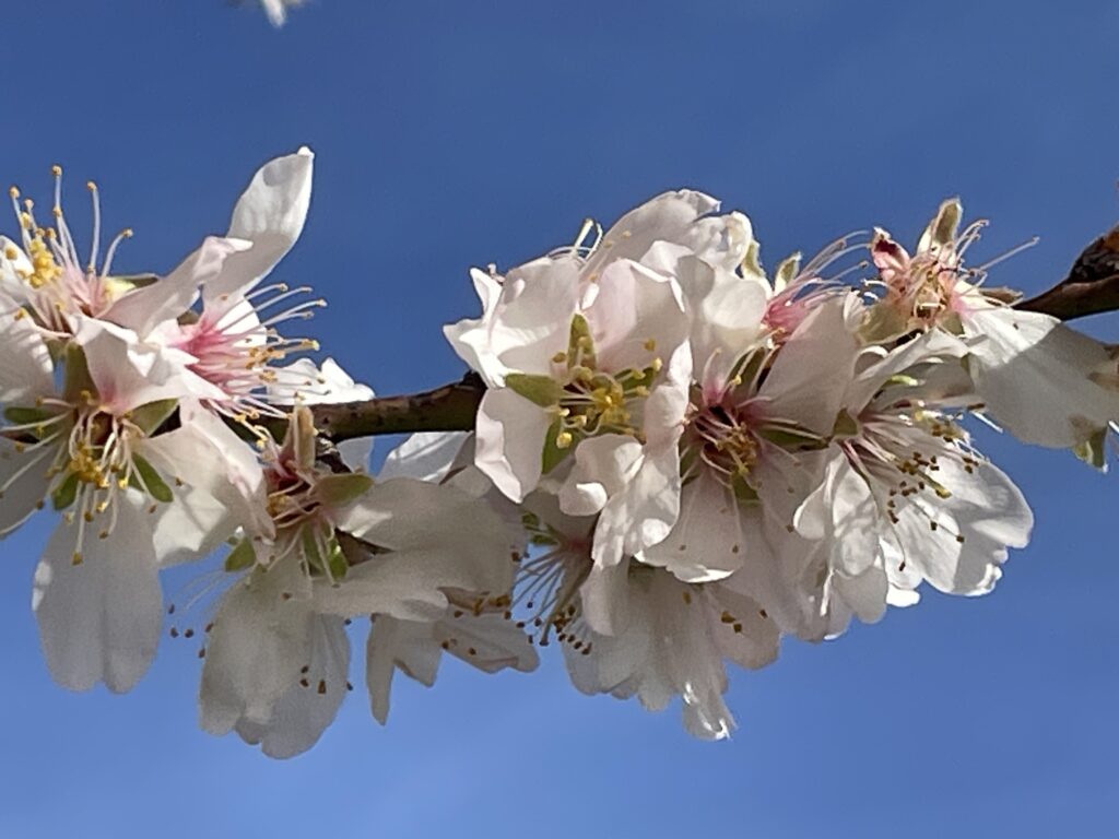 Joie de la résurrection !
